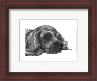 Framed Charlie the Cocker Spaniel