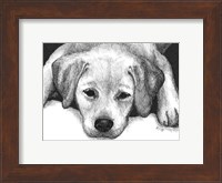 Framed Kailie the Yellow Lab