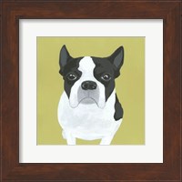 Framed Miss Pickles