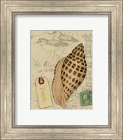 Framed Postcard Shells I