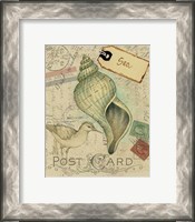 Framed Postcard Shells II