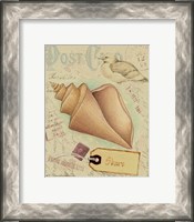 Framed Postcard Shells III