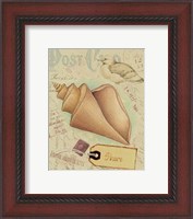 Framed Postcard Shells III