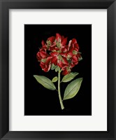 Framed Crimson Flowers on Black I