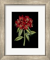 Framed Crimson Flowers on Black (A) II