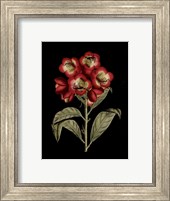 Framed Crimson Flowers on Black III