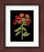 Framed Crimson Flowers on Black (A) IV