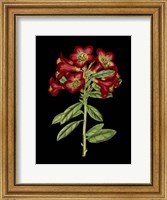 Framed Crimson Flowers on Black (A) IV