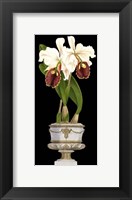 Framed Small Orchids in Silver (IP) I