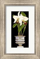 Framed Small Orchids in Silver (IP) II