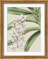 Framed Small Orchid Blooms I (P)