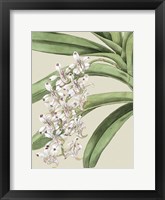Framed Small Orchid Blooms I (P)