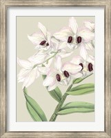 Framed Small Orchid Blooms II (P)