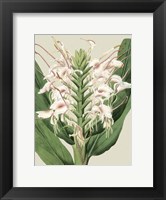 Framed Small Orchid Blooms IV (P)