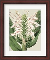 Framed Small Orchid Blooms IV (P)
