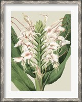Framed Small Orchid Blooms IV (P)