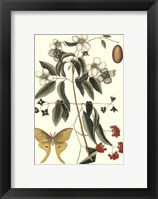 Framed Sm Catesby Butterfly&Botan. III (P)