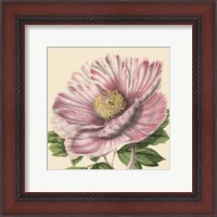 Framed Small Peony Collection II (P)