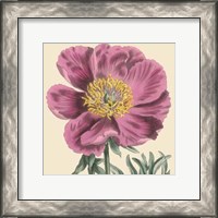 Framed Small Peony Collection III (P)