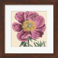 Framed Small Peony Collection III (P)