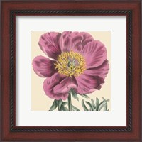 Framed Small Peony Collection III (P)