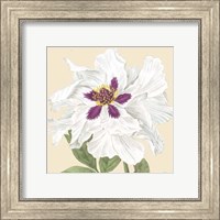 Framed Small Peony Collection IV (P)