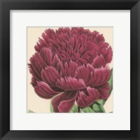 Framed Small Peony Collection V (P)