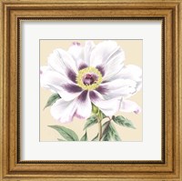 Framed Small Peony Collection VI (P)