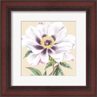 Framed Small Peony Collection VI (P)