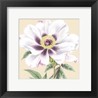 Framed Small Peony Collection VI (P)