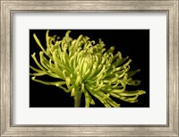 Framed Small Fuji Mum III (P)