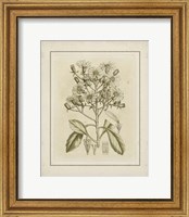 Framed Small Tinted Botanical I (P)