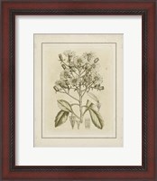 Framed Small Tinted Botanical I (P)