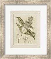 Framed Small Tinted Botanical II (P)