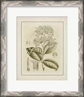 Framed Small Tinted Botanical III (P)