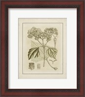 Framed Small Tinted Botanical IV (P)