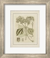 Framed Small Tinted Botanical IV (P)