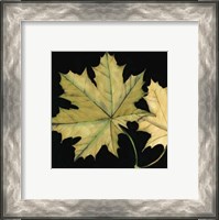 Framed Small Tandem Leaves II (P)