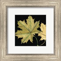 Framed Small Tandem Leaves II (P)