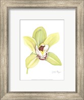 Framed Small Orchid Beauty II (U)