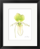 Framed Small Orchid Beauty IV (U)