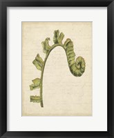 Framed Small Fiddlehead Ferns III (U)