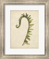 Framed Small Fiddlehead Ferns IV (U)