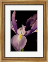 Framed Small Sweet Iris I (U)