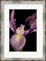 Framed Small Sweet Iris I (U)