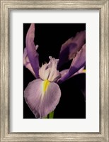 Framed Small Sweet Iris I (U)