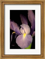Framed Small Sweet Iris II (U)