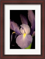 Framed Small Sweet Iris II (U)