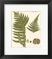 Framed 'Small Antique Fern III' border=