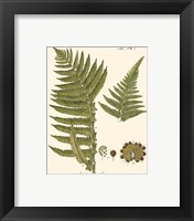 Framed 'Small Antique Fern III' border=